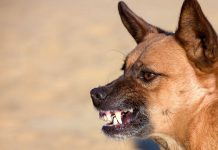 What Is Making My Dog Behave Aggressively? What Is Making My Dog Behave Aggressively