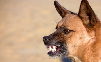 What Is Making My Dog Behave Aggressively? What Is Making My Dog Behave Aggressively